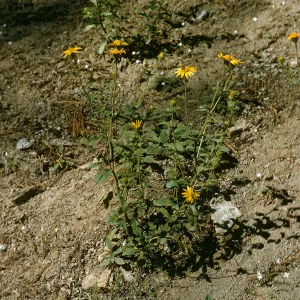 Hulsea brevifolia