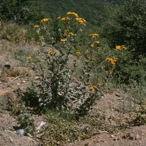 Hulsea californica