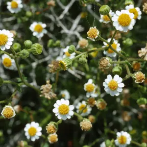 Perityle emoryi