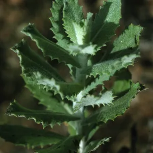 Hazardia squarros x cana