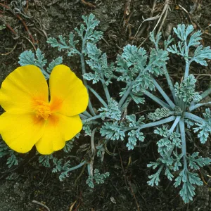 Eschscholzia californica