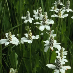 Anemopsis californica