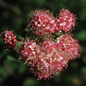 Spiraea densiflora