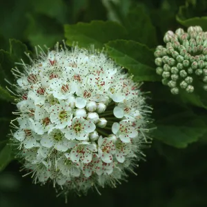 Physocarpus opulifolius