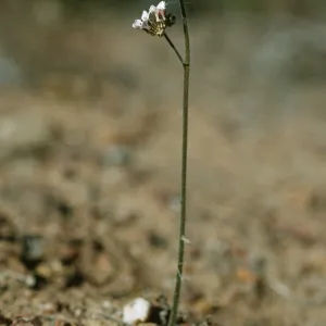 Jepsonia malvifolia