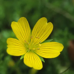 Limnanthes douglasii sulphurea