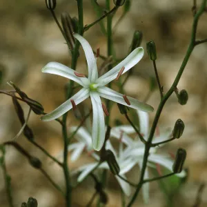 Chlorogalum pomeridianum