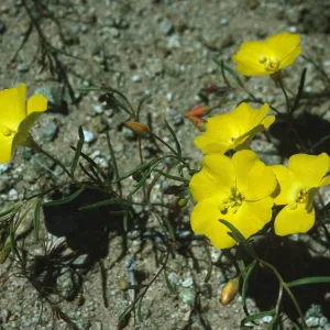 Camissonia kernensis