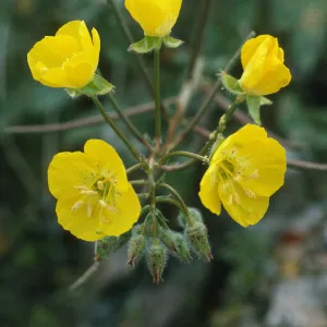 Camissonia brevipes