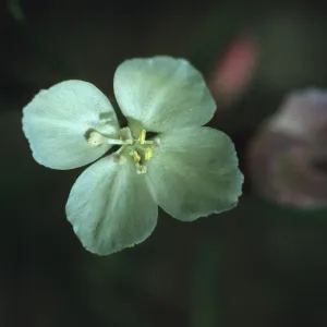 Clarkia epilobioides