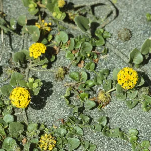 Abronia latifolia