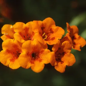Amsinckia grandiflora, thrum flowers