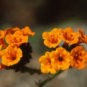 Amsinckia grandiflora, pin flowers