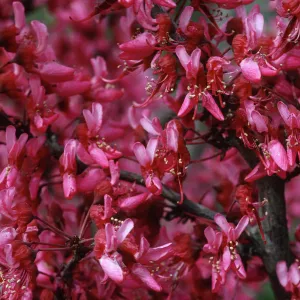 Cercis flowers