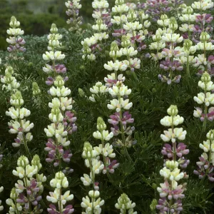 Lupinus (Lupine) flowers