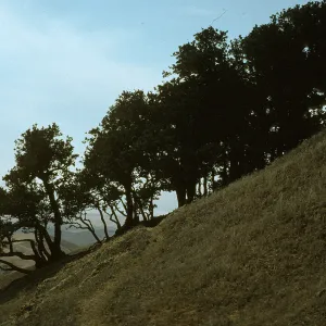 Quercus tomentella grove