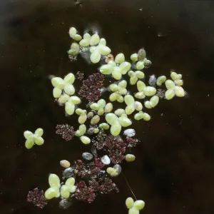Lemna and Azolla