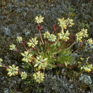 Dudleya linearis
