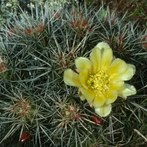 Echinocereus maritimus, San Martin Isl.