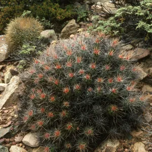 Echinocereus maritimus