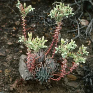 Dudleya cedroensis, Gran Canon, Cedros Isl.