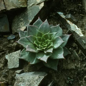 Dudleya cedroensis, Gran Canon, Cedros Isl.