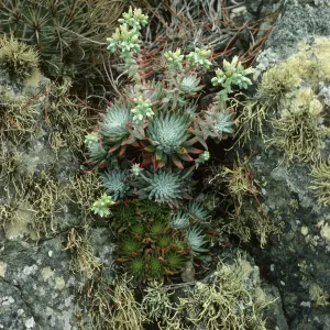 Dudleya cedroensis