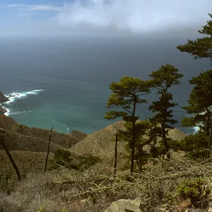 Pines on W side above Canon de la Mina, Cedros Isl.