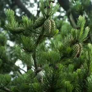 Pinus, head of Canada de la Mina, Cedros Isl.