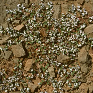 Euphoriba bartolomaei, E. of lighthouse, Natividad Isl.