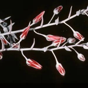 Dudleya anthonyi, San Martin Isl.