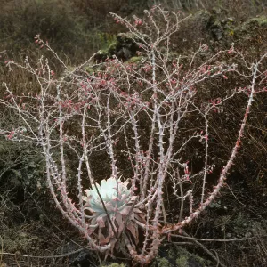 Dudleya anthonyi