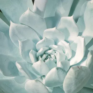 Dudleya anthonyi, San Martin Isl.