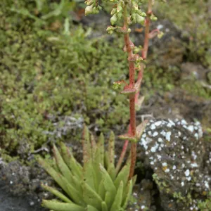 Dudleya cultrata