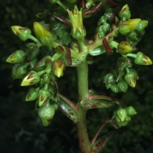Dudleya cultrata