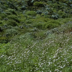 Chaenactis lacera, SE side Natividad Isl.