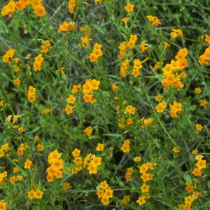 Amsinckia inepta