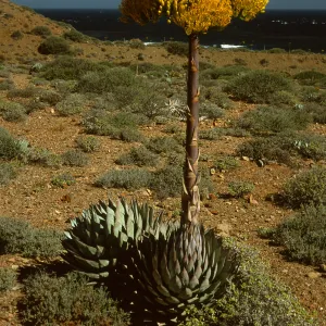 Agave (Century Plant)