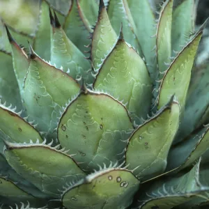 Agave (Century Plant). upper Canon de la Mina, Cedros Isl.