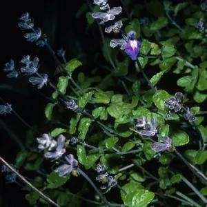 Salvia (Sage) edroensis