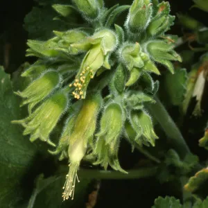 Eucnide cordata, Gran Canon, Cedros Isl.