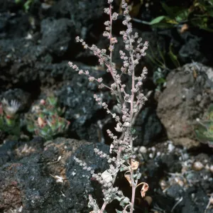 Chenopodium flagellifolium, San Martin Isl.