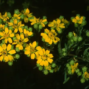 Hemizonia, Todos Santos