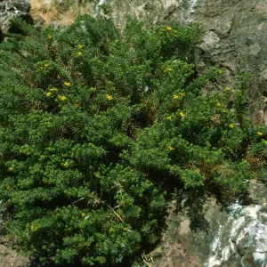 Hemizonia, Todos Santos