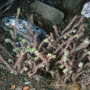 Cryptantha, Gran Canon, Cedros Isl.