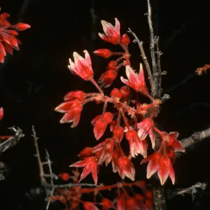 Pachycormus, Gran Canon, Cedros Isl.