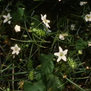 Echinopepon wrightii, Gran Canon, Cedros Isl.