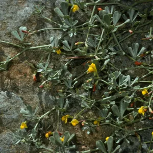 Lotus cedroensis, Canon de la Mina, Cedros Isl.