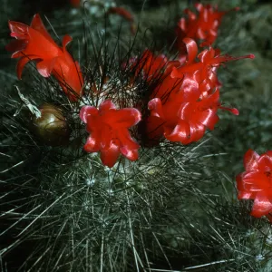 Cochemiea, Gran Canon, Cedros Island