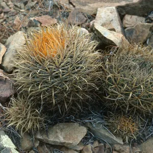 Ferocactus crysacantthus, Canon de la Mina (upper).